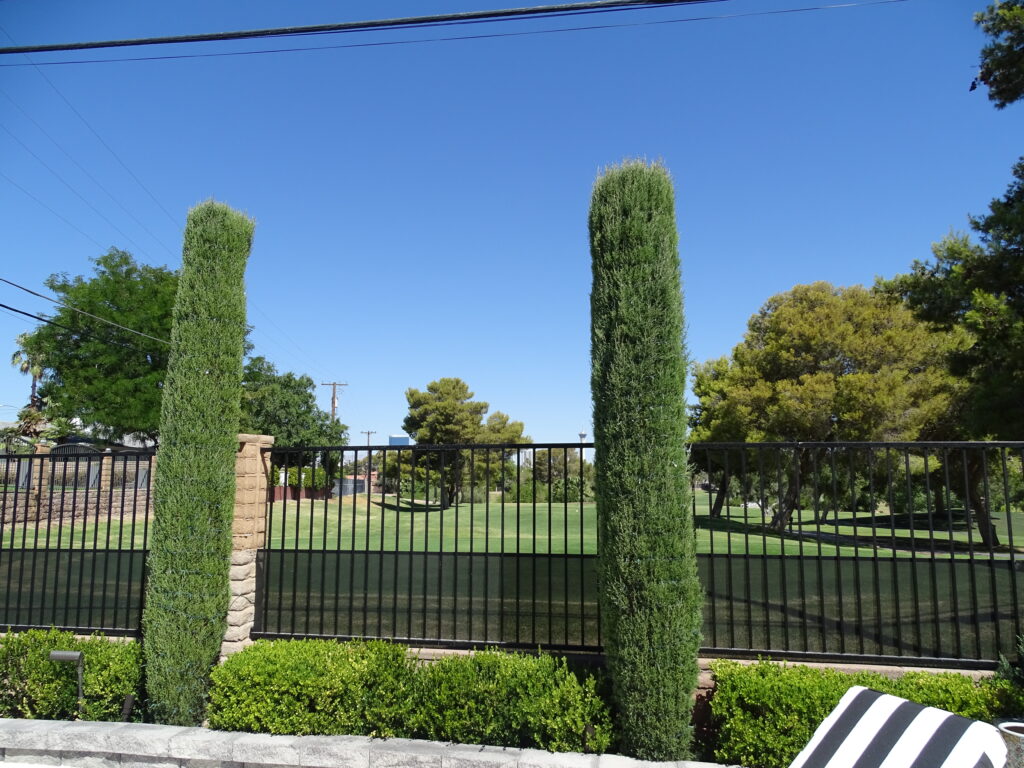 Tall, slender topiary trees beside metal park fence.